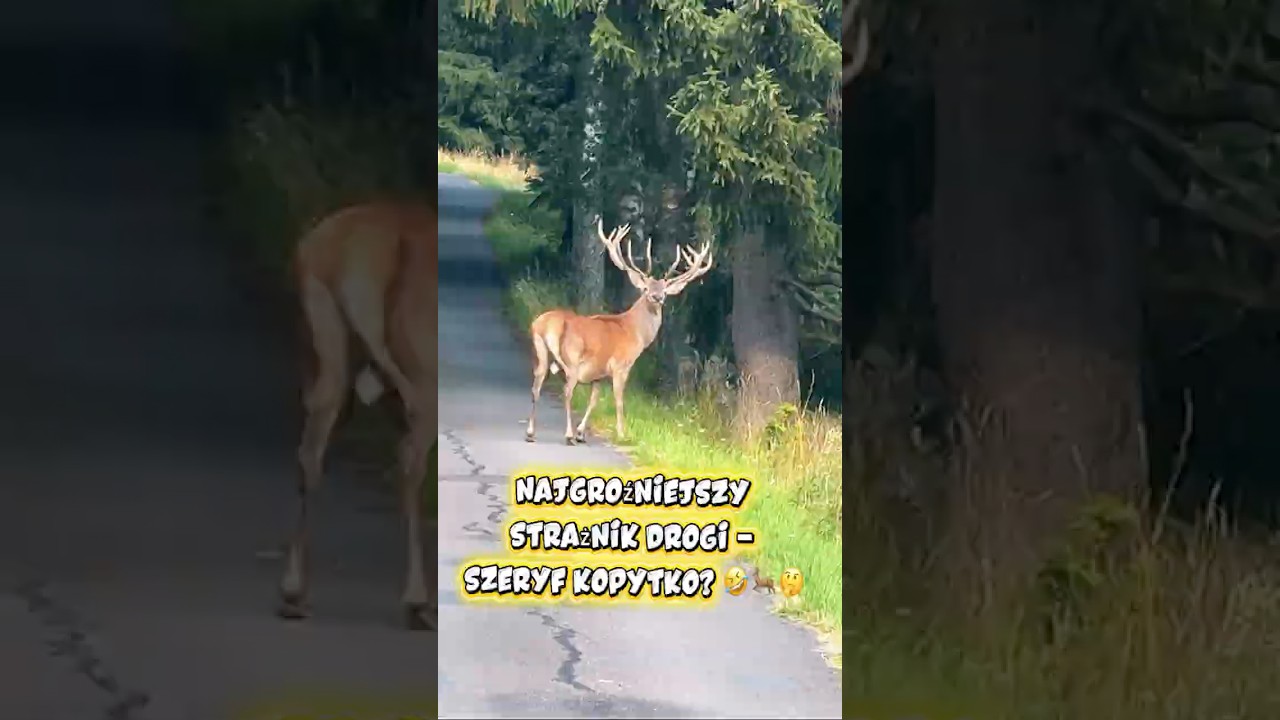 Szeryf Kopytko pilnuje drogi w Czechach! 🦌 #góry #jelenie #dzikanatura