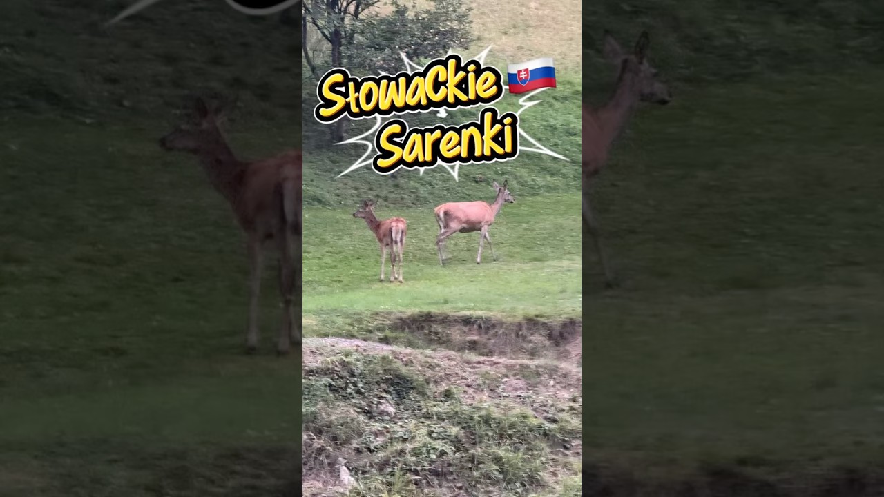Spotkanie z sarnami na Słowacji